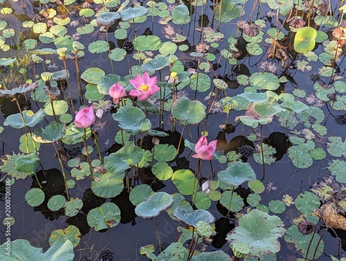 Foto Pink lotus flower (Nelumbo nucifera) and floating leaves in a pond