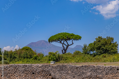 Pine with the Mount Etna