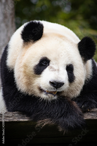 grimace de panda