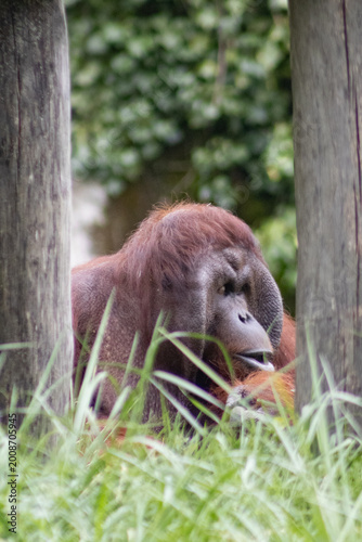 Fotografie tête d'orang outan
