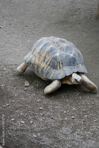 Foto marche de la tortue