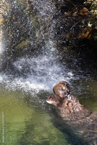 Fotografia L'hippopotame qui boit dans la cascade