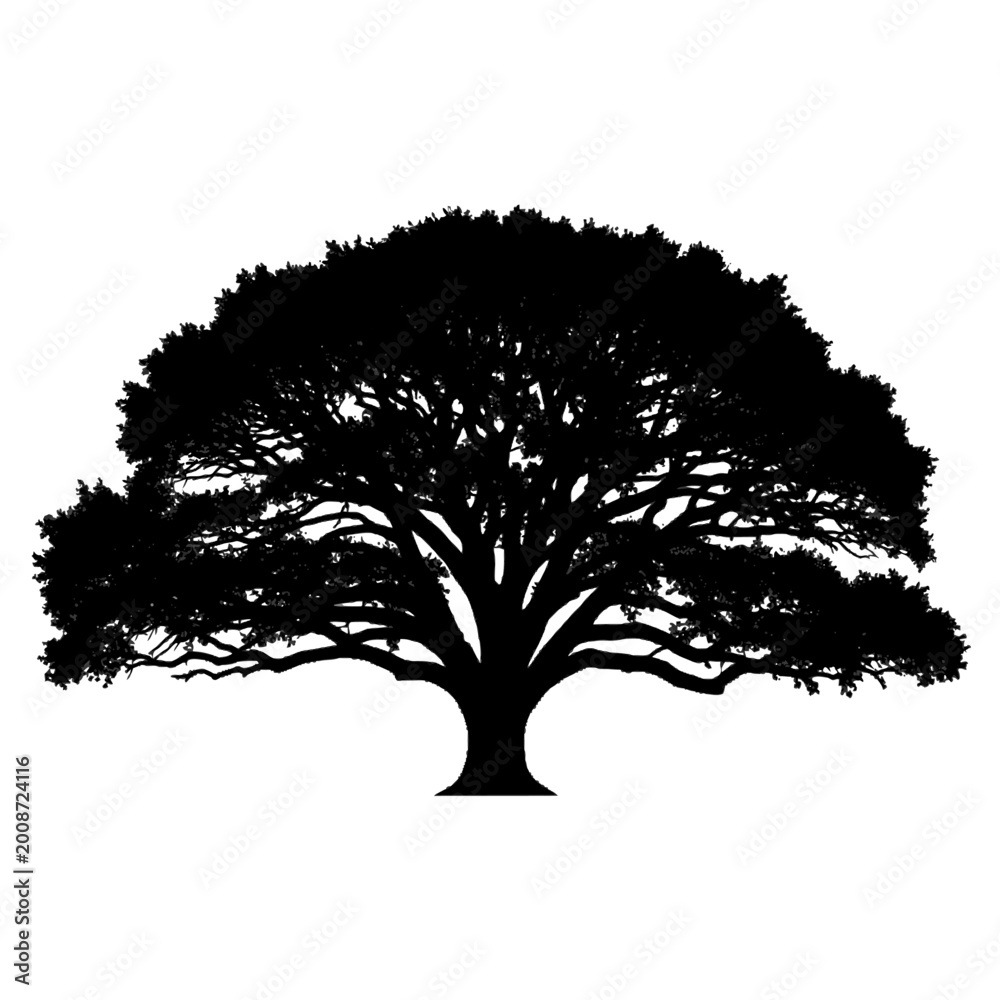 Fototapeta premium Silhouette of a majestic, expansive tree with detailed, sprawling branches and lush foliage against a stark white background
