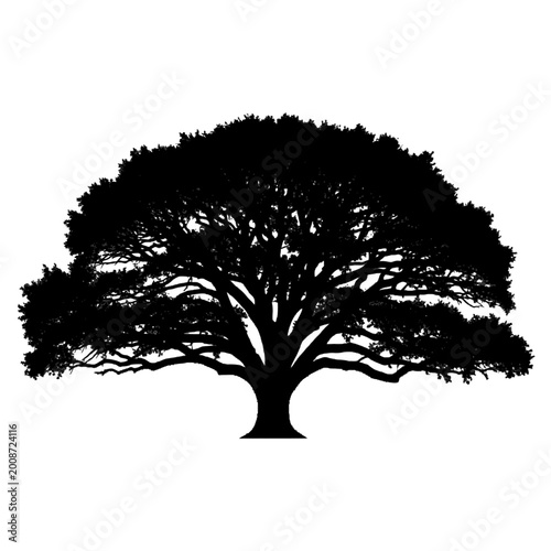 Silhouette of a majestic, expansive tree with detailed, sprawling branches and lush foliage against a stark white background