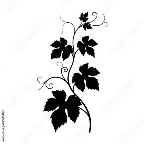 Elegant black silhouette of a flowering vine with intricate swirling tendrils for artistic design and decoration