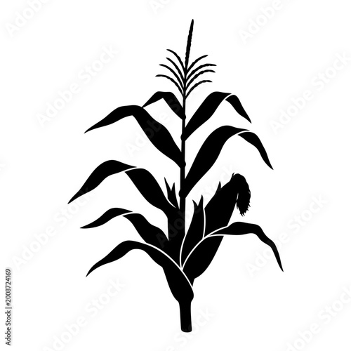 Stylized black and white silhouette of a corn plant highlighting its leaves and tassel extracted from a detailed botanical
