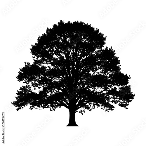 Silhouette of a majestic tree with sprawling branches and dense foliage in a striking black and white contrast capturing natural