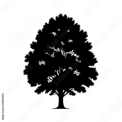 Silhouette of a majestic tree with dense foliage and strong trunk isolated on a white background in a detailed black vector