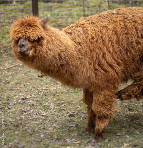Photos brown alpaca in the grass