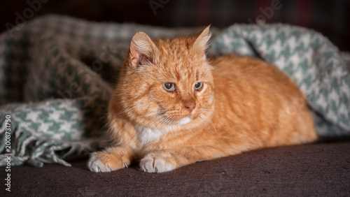 Photos red-haired cat on a gray sofa lies under a blue woolen knitted blanket