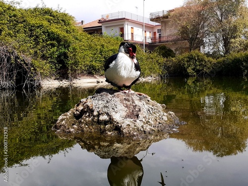 Un'anatra muta su uno scoglio al centro di uno stagno, si pulisce le penne.