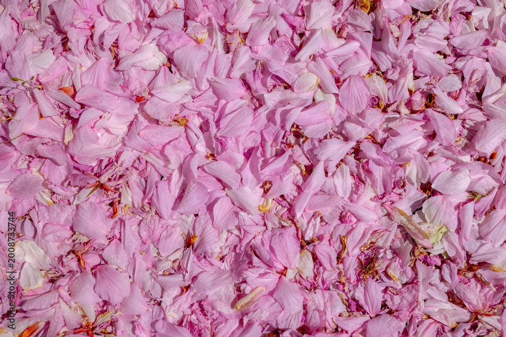 Fototapeta premium Selective focus petals of Prunus serrulata fallen under the tree, White pink cultivar flowers wilt on the ground, Oriental flowering species of cherry, Floral pattern texture, Natural background.