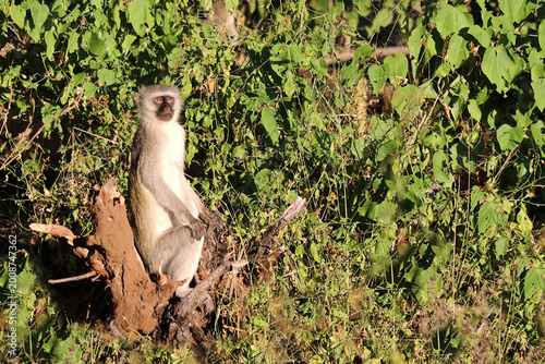 Photography Grüne Meerkatze / Vervet monkey / Cercopithecus aethiops