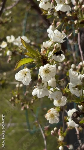 Bee on Cherry Blossom Branch in Spring Garden, Soft Natural Light, Pollination and Eco Nature Theme Video for Relaxation, Wellness