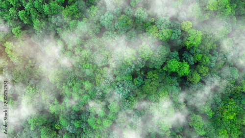Bild auf Leinwand Green tree nature background for carbon neutrality and net zero emissions concept