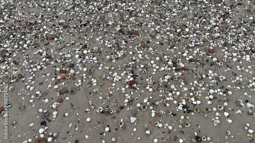Shells in the Sand