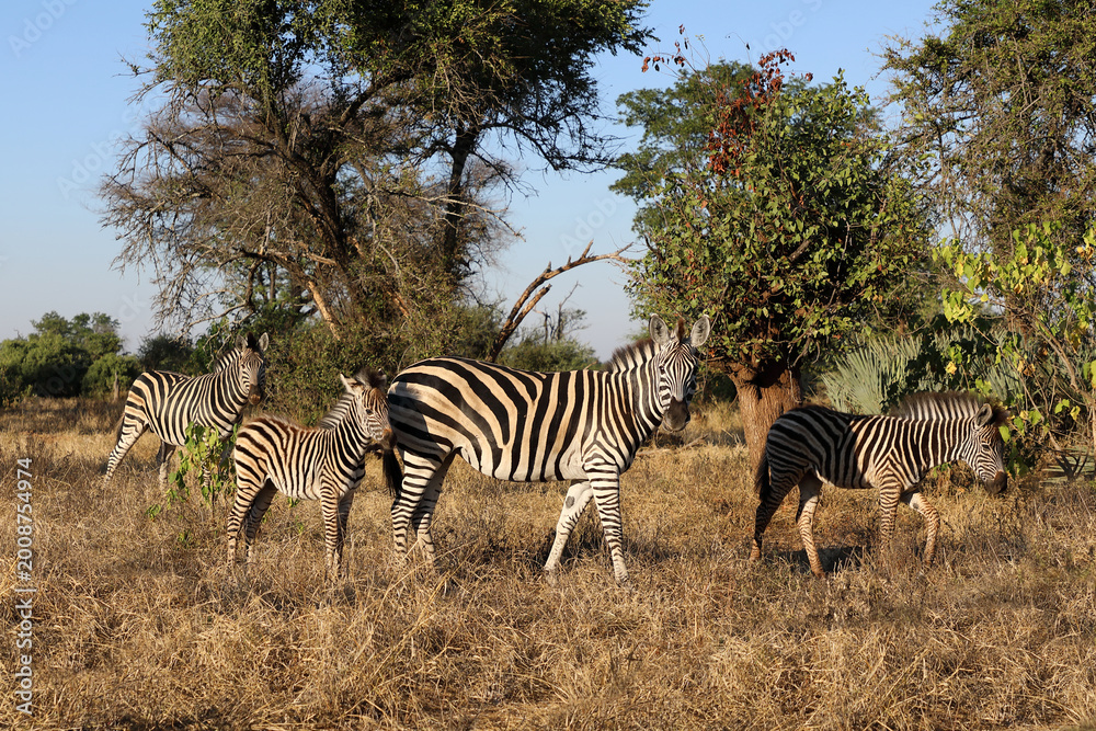 Fototapeta premium Steppenzebra / Burchell's zebra / Equus quagga burchellii