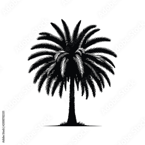 Canvas-taulu Print, palm tree, date tree silhouette