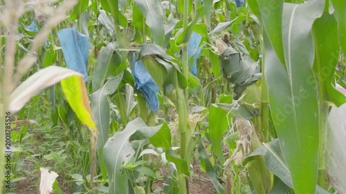 Walking through a corn field with protected maize cobs