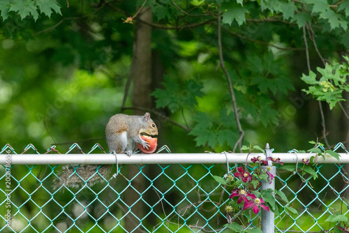 An Eastern Gray Squirrel eats a bright red apple while sitting on a chainlink fence with woodland in the background.