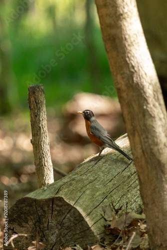 An American Robin is perched on a fallen log in a natural woodland environment, showing its orange breast and alert posture with soft green background.