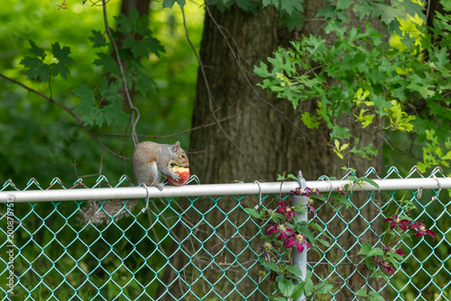 An Eastern Gray Squirrel eats a bright red apple while sitting on a chainlink fence with woodland in the background.