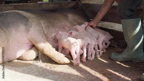 Farmer caring for young piglets nursing from a sow