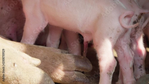 Close up of a small piglet standing next to its mother