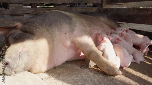Large sow lying down while nursing a row of piglets