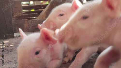 Two cute pink piglets looking at the camera in a stable