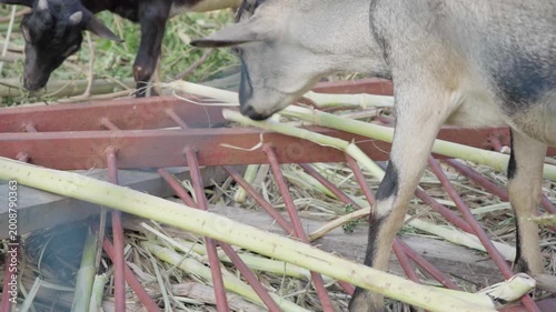 Domestic goats eating plant residues in an agricultural workshop area