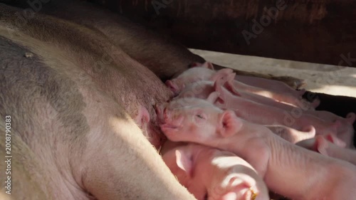 Close up of newborn piglets nursing from a sow in a stable