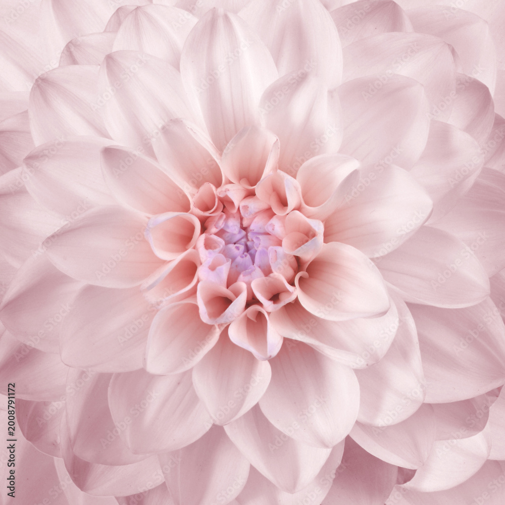 Obraz premium beautiful pink flower center background