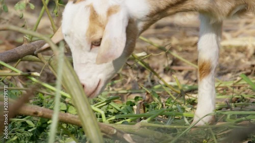 Close up of a young goat eating green fodder on a farm