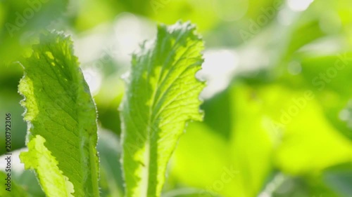 Detail of organic salad leaves with backlighting in a garden
