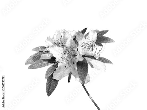 Tableau sur toile Black and White Azalea with Kinetic Curved Halftone Dotted Pattern