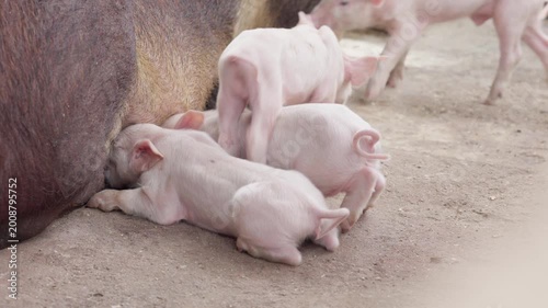 Group of active piglets competing for milk from their mother
