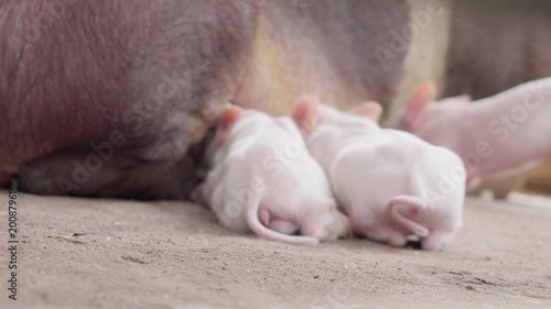 Close up of cute pink piglets nursing from their mother