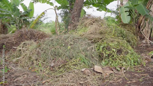 Large pile of organic waste gathered for composting on a farm