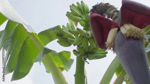 Close up of young green bananas and blossom growing on a tree