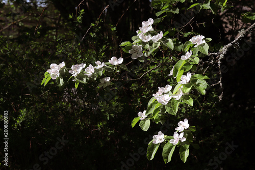 Bild auf Leinwand cognassier en fleurs