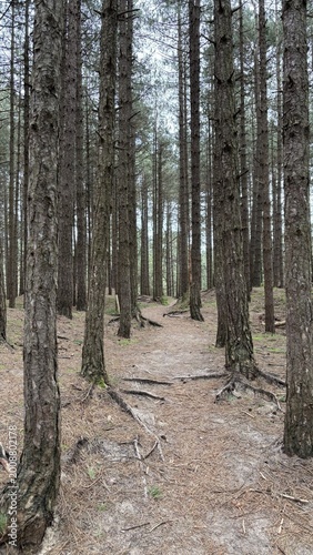 Tree Formation in the Forest