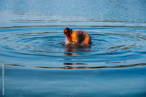 Картината върху платно Traditionally dressed Indian woman pray into the river on Chhat Puja Festival