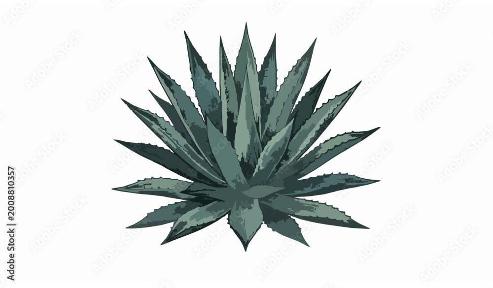 Fototapeta premium Hand-Drawn Agave Plant Illustration in Black and White for Botanical, Nature, and Eco-Friendly Designs