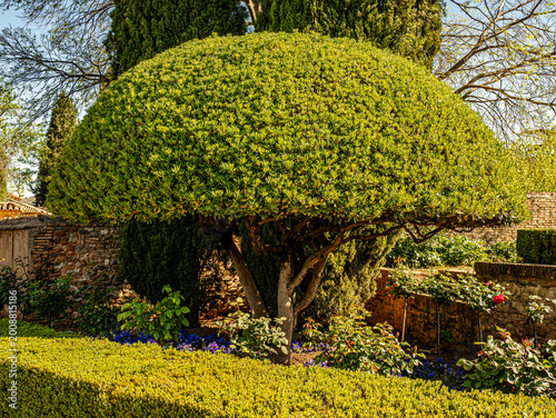 Manicured Topiary Tree and Hedge in Sunny Ornamental Generalife Alhambra Gardens, Granada