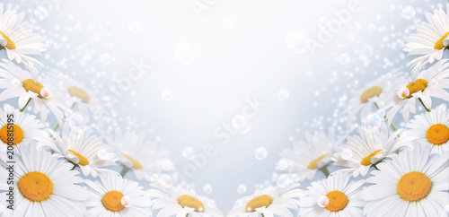 Daisy flowers background with copy space, white chamomile floral border