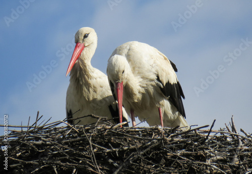 Two storks in a nest. In Romania
