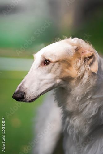 Amazing Borzoi dog hound breed
