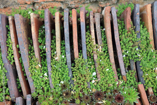 Foto Closeup of Tasteless Stonecrop plants growing between old roof tiles, Warwickshi