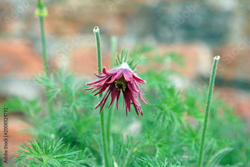 Canvastavla Macro image of a Pasqueflower bloom opening in Spring, Warwickshire England